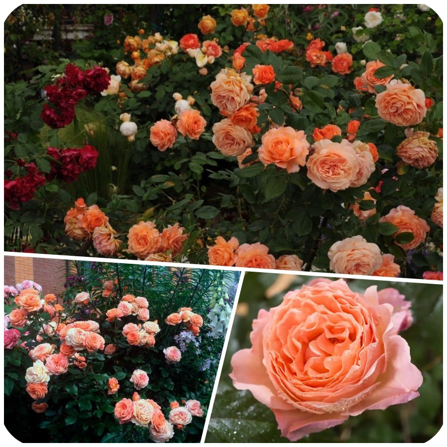 Belvedere róża parkowa